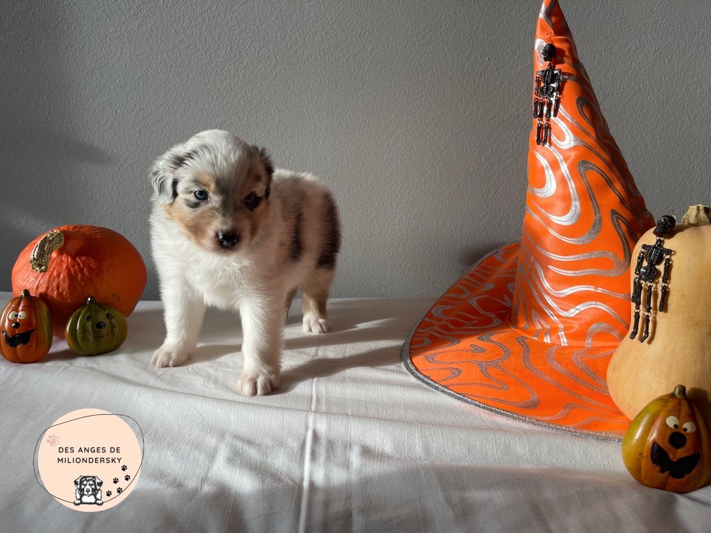 Snow des Anges de Miliondersky