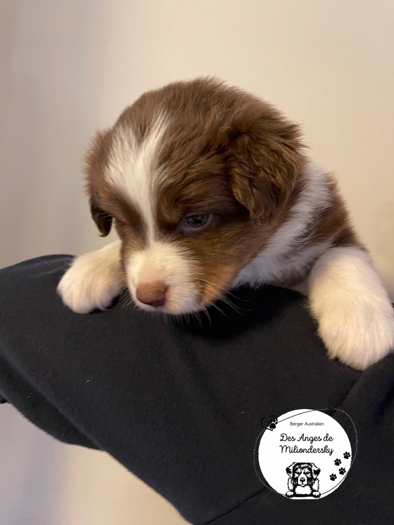 Sirrah des Anges de Miliondersky