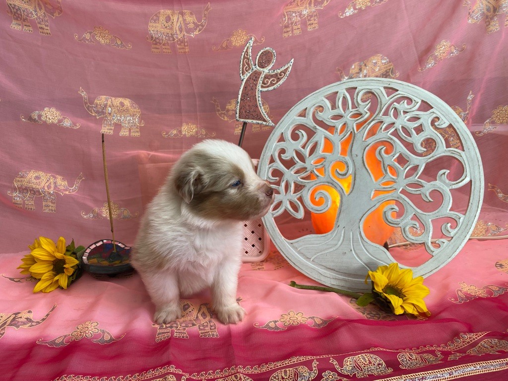 Sable des Anges de Miliondersky