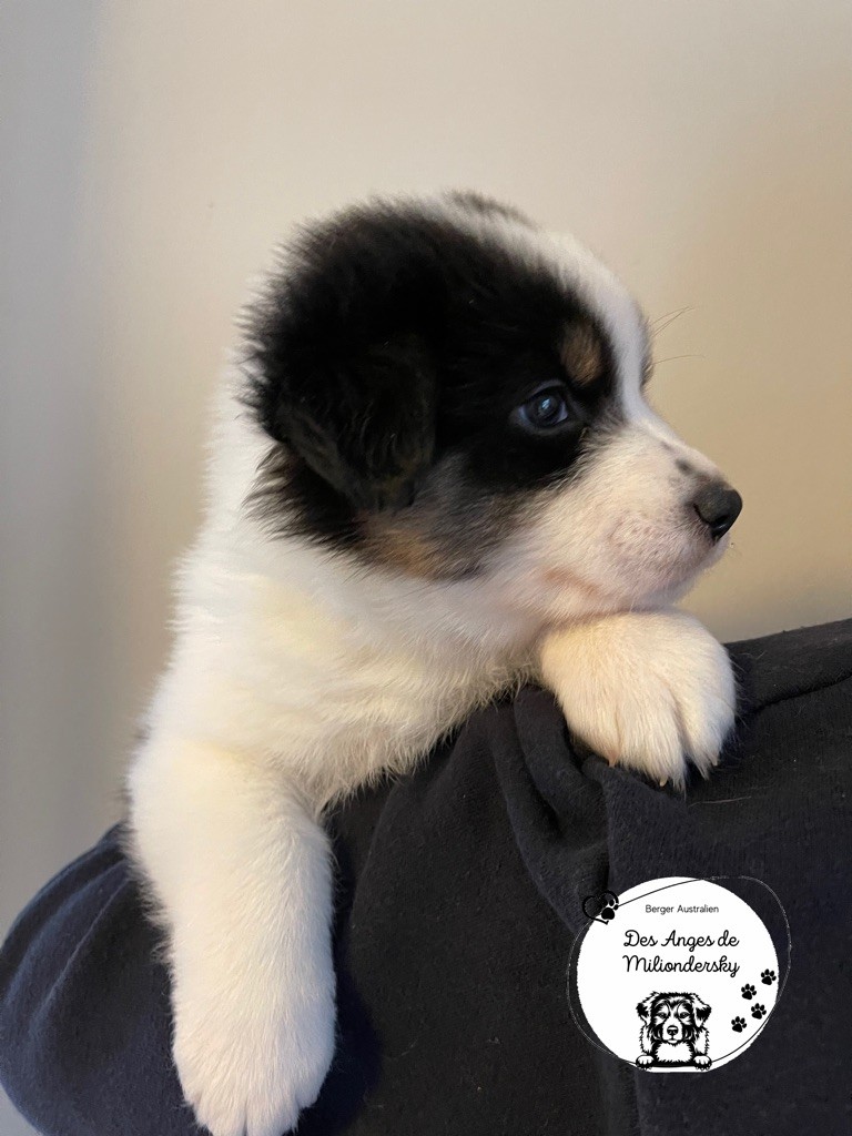 Stormy des Anges de Miliondersky