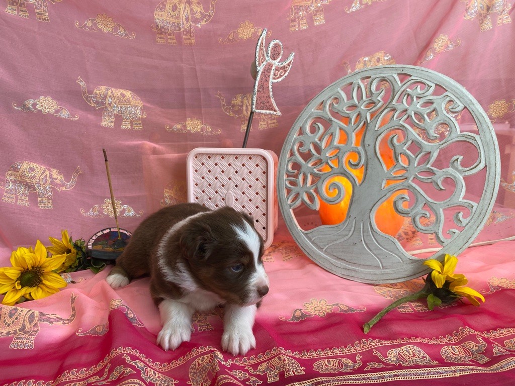 Sirrah des Anges de Miliondersky