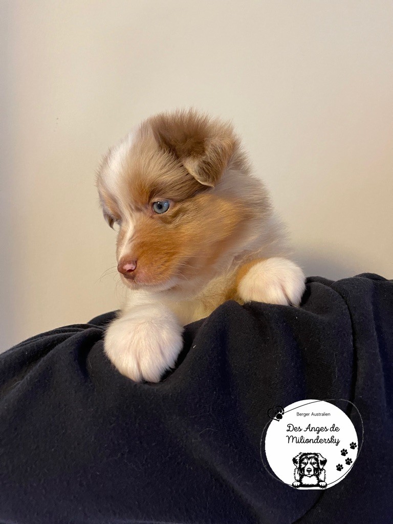 Sun des Anges de Miliondersky