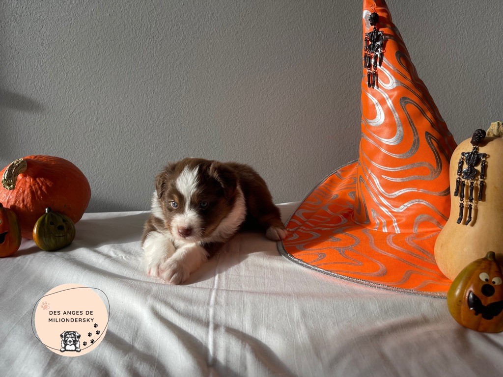 Sirrah des Anges de Miliondersky