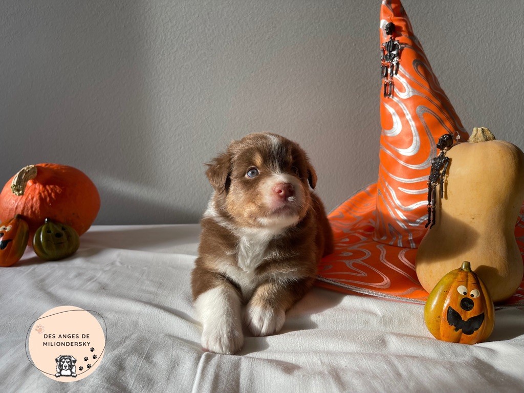 Stella des Anges de Miliondersky