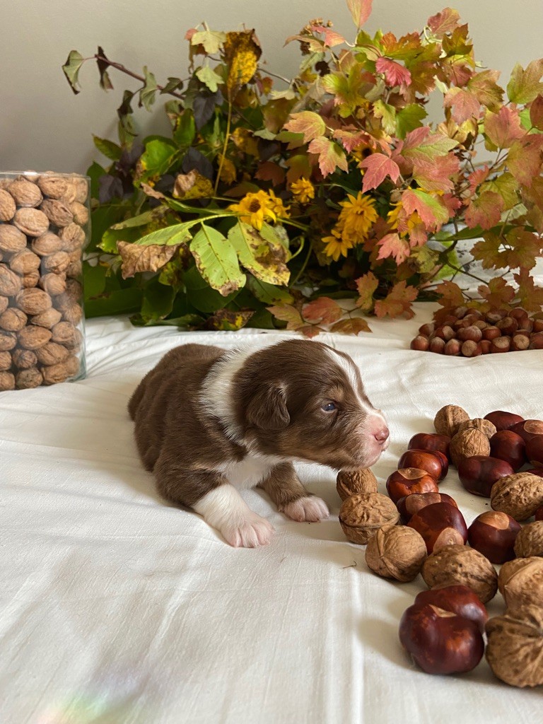 Simpson des Anges de Miliondersky