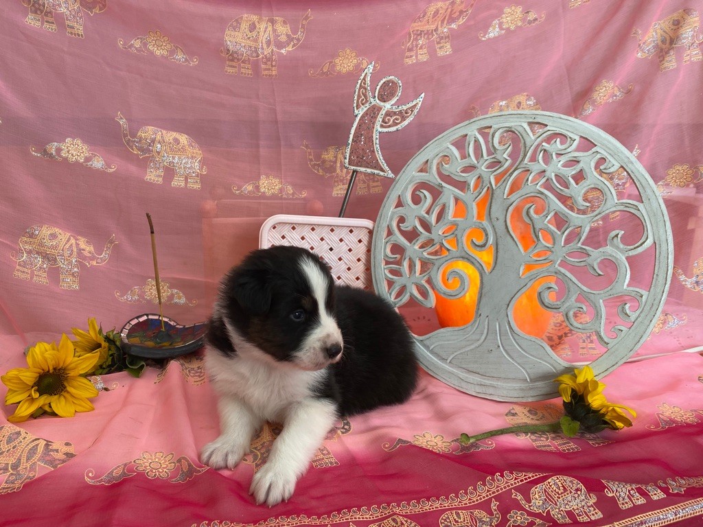 Sirius des Anges de Miliondersky