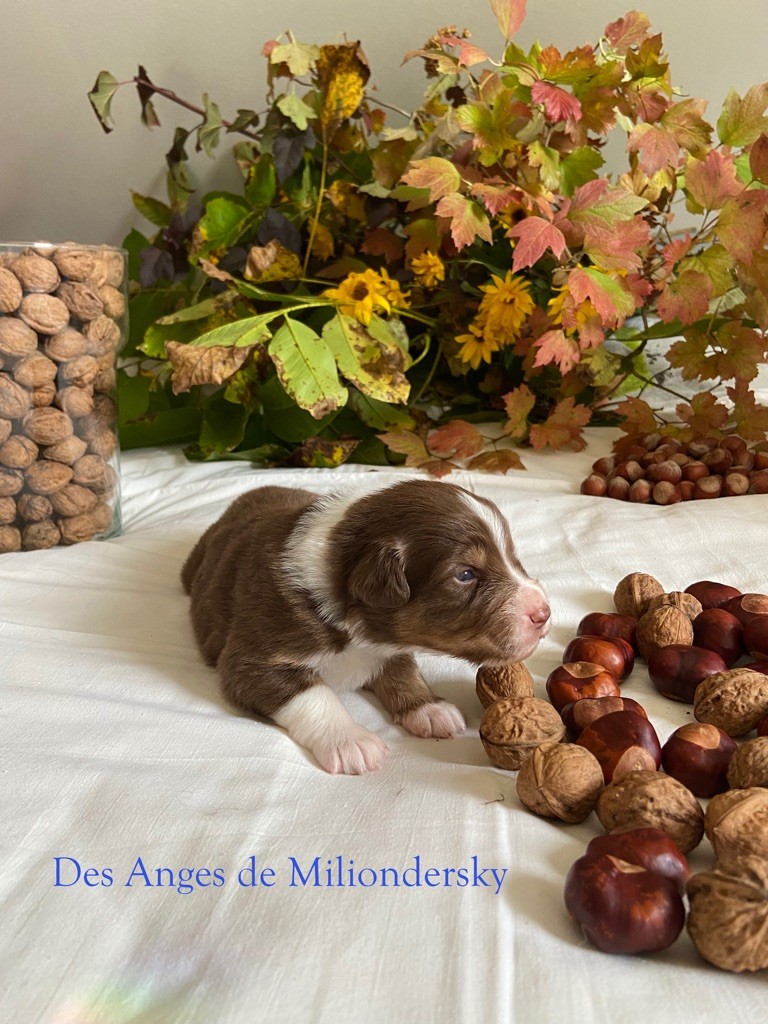 Stella des Anges de Miliondersky