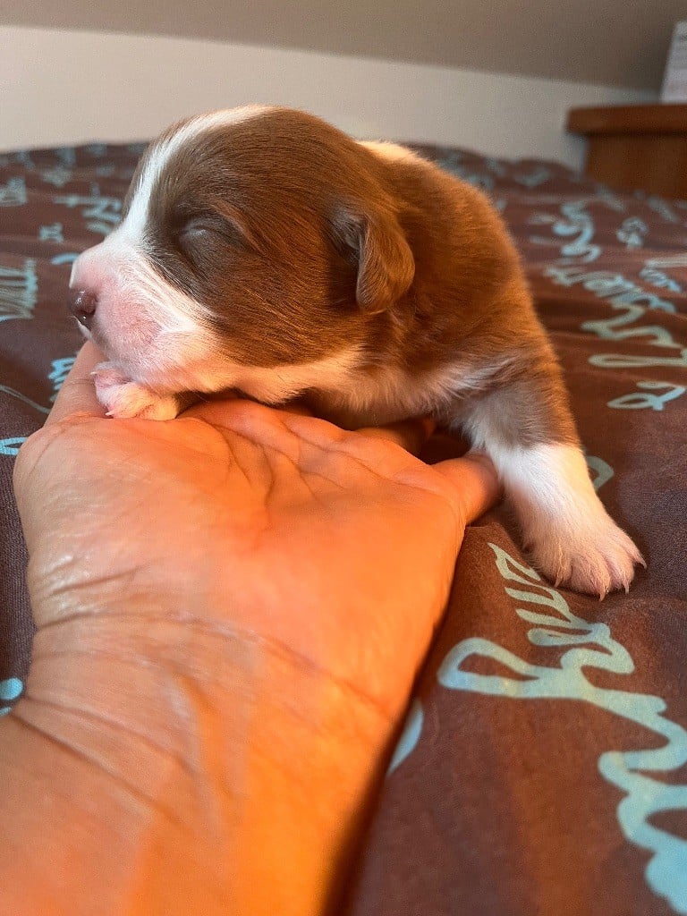 Berger Australien - Des Anges De Miliondersky