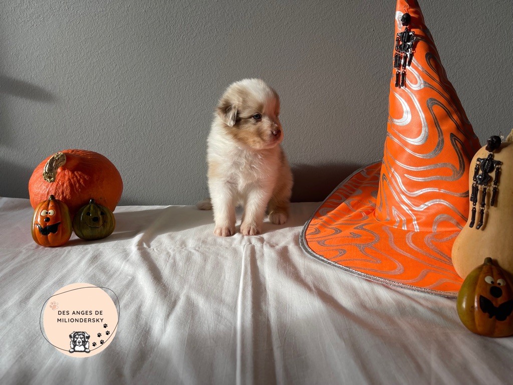 Sable des Anges de Miliondersky