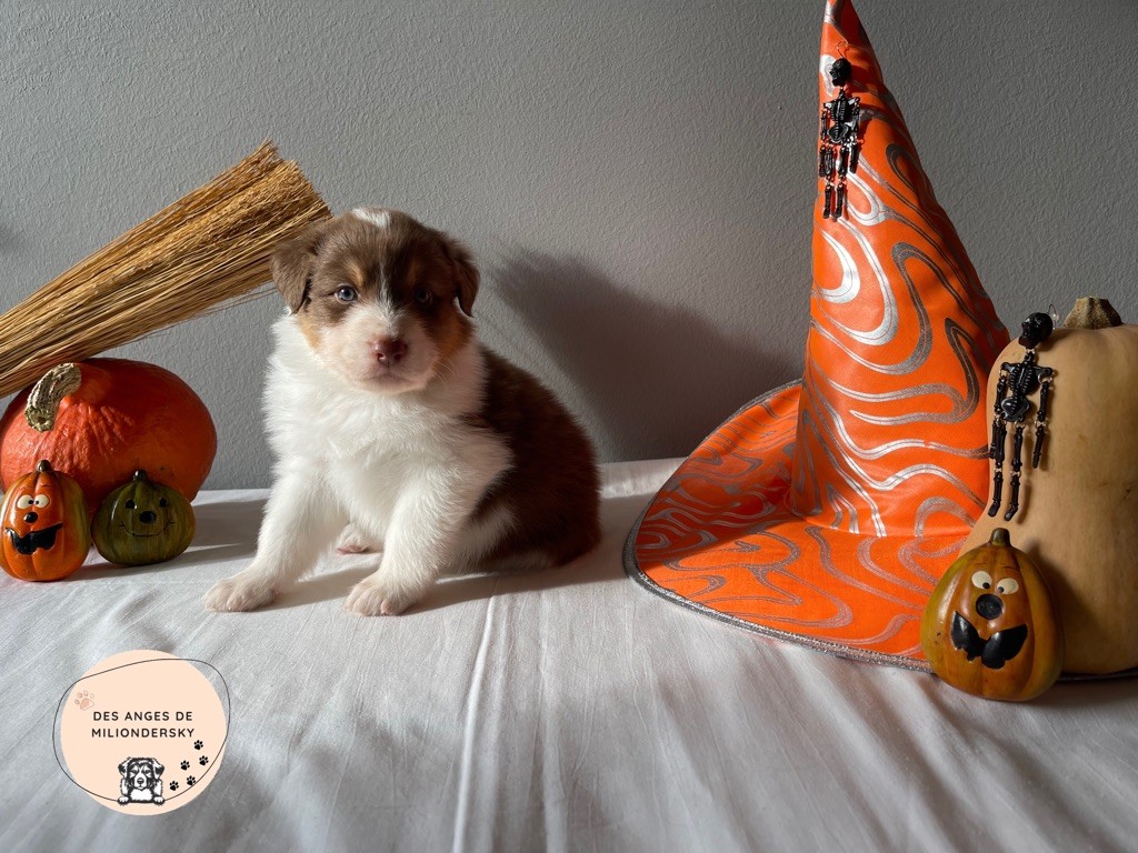 Simpson des Anges de Miliondersky