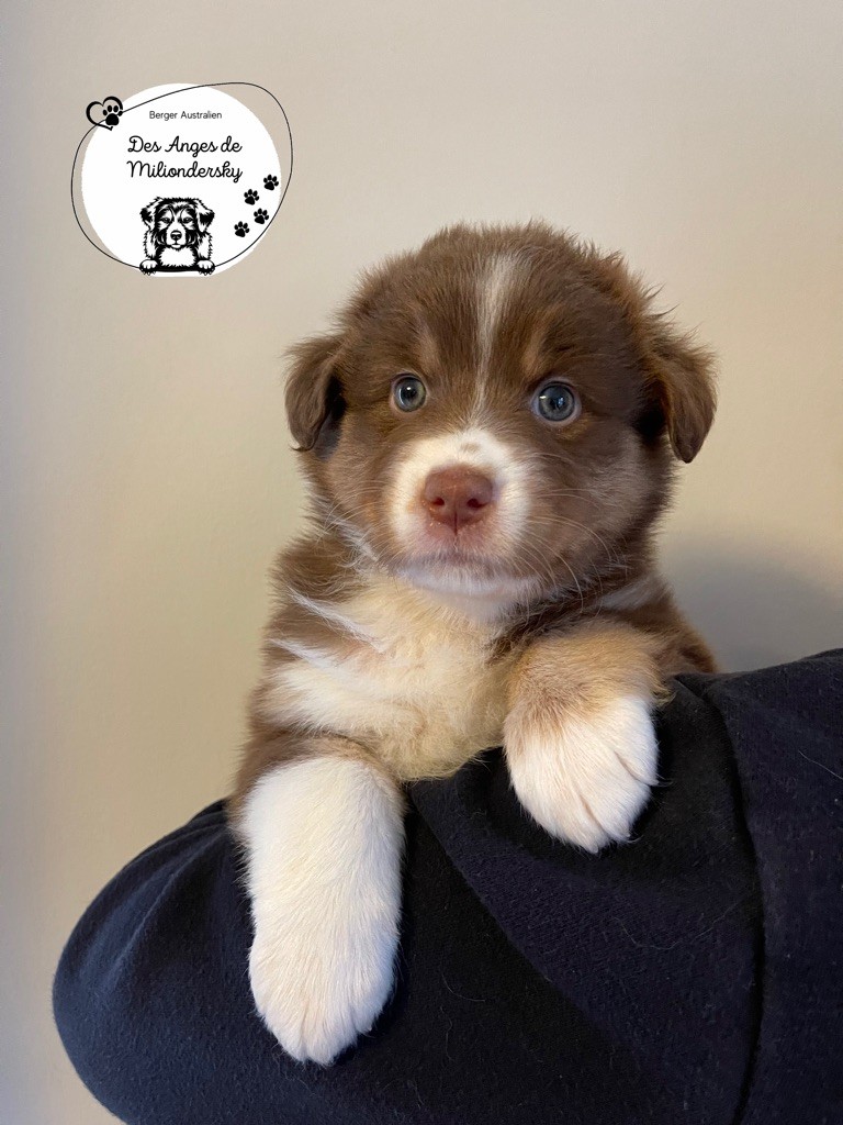 Stella des Anges de Miliondersky