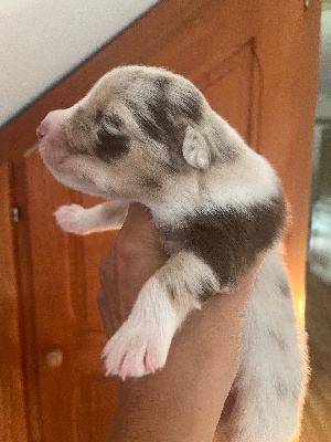 Les chiots de Berger Australien