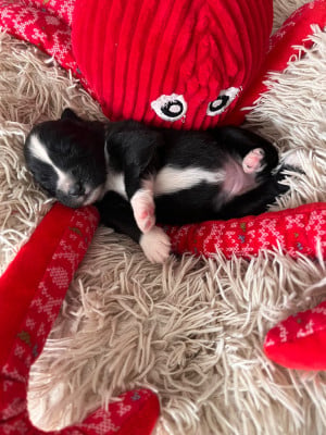 Les chiots de Berger Australien