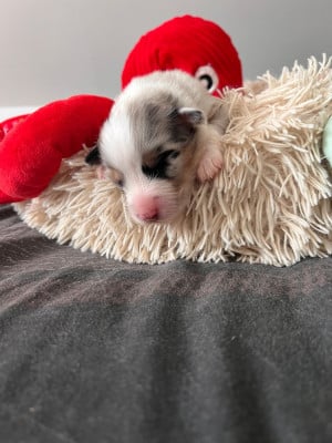 Les chiots de Berger Australien