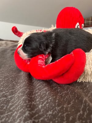 Les chiots de Berger Australien