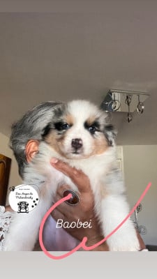 Les chiots de Berger Australien