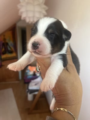 Les chiots de Berger Australien
