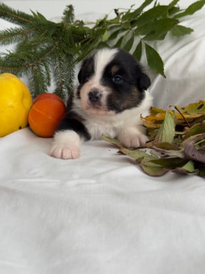 Les chiots de Berger Australien