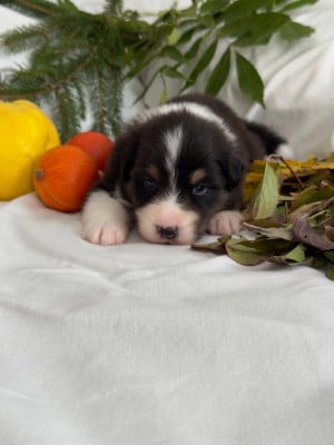 Les chiots de Berger Australien