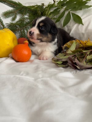 Les chiots de Berger Australien
