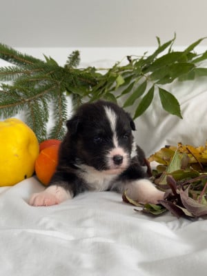 Les chiots de Berger Australien