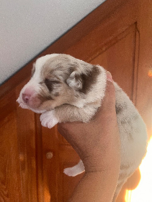 Les chiots de Berger Australien