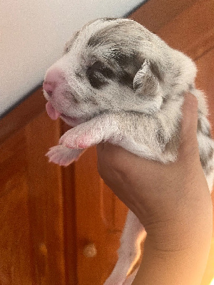 Les chiots de Berger Australien