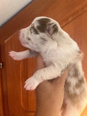 Les chiots de Berger Australien