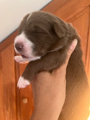 Les chiots de Berger Australien