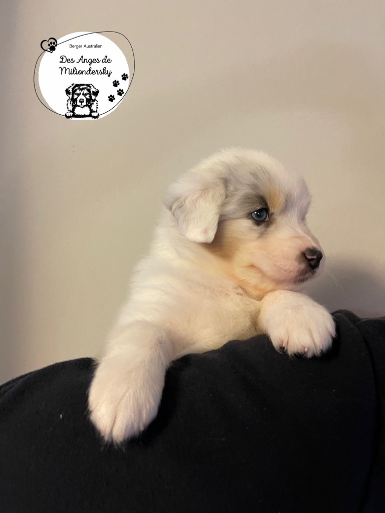 Sea des Anges de Miliondersky