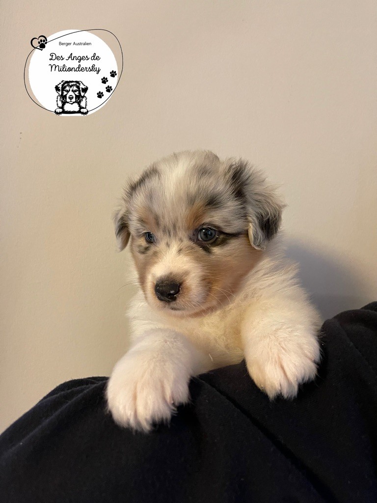 Snow des Anges de Miliondersky