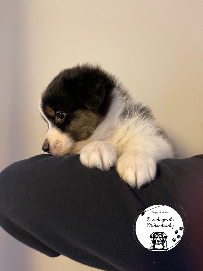 Sirius des Anges de Miliondersky