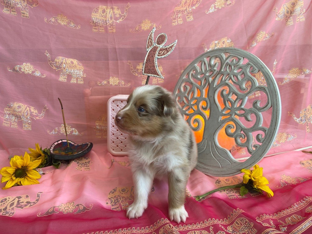 Sun des Anges de Miliondersky