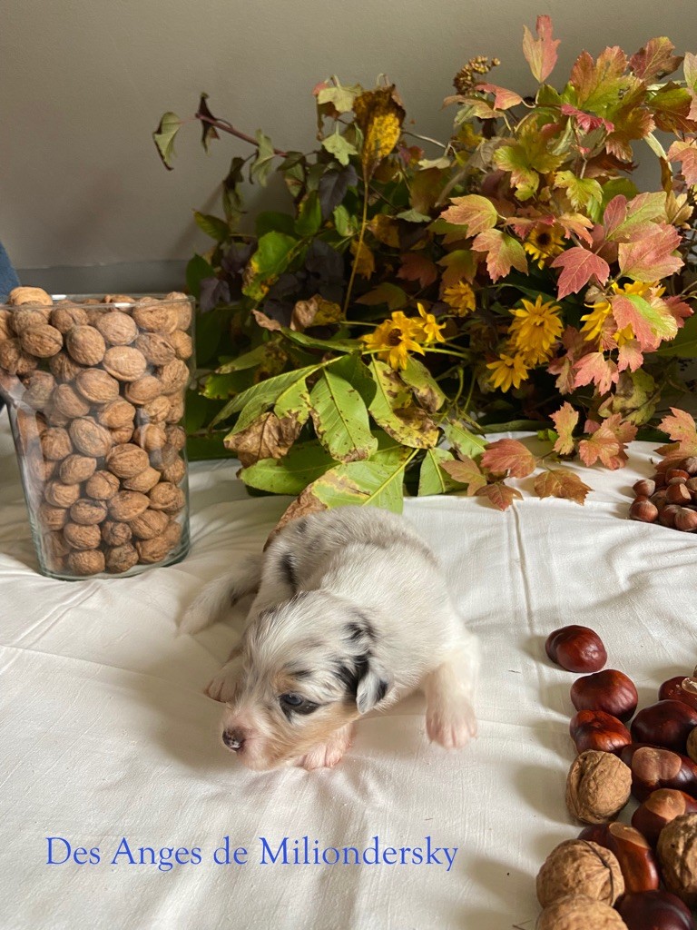 Snow des Anges de Miliondersky