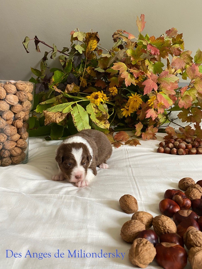 Sirrah des Anges de Miliondersky