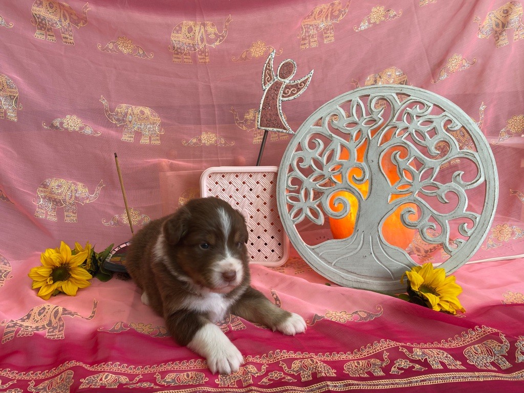 Stella des Anges de Miliondersky