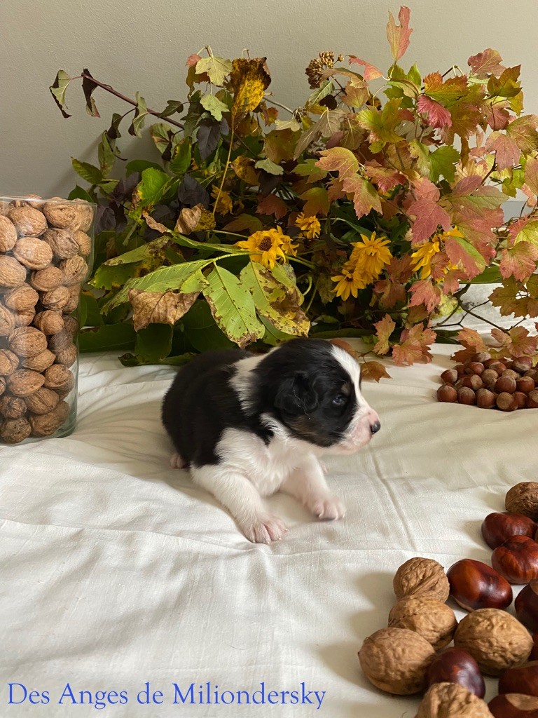 Sirius des Anges de Miliondersky