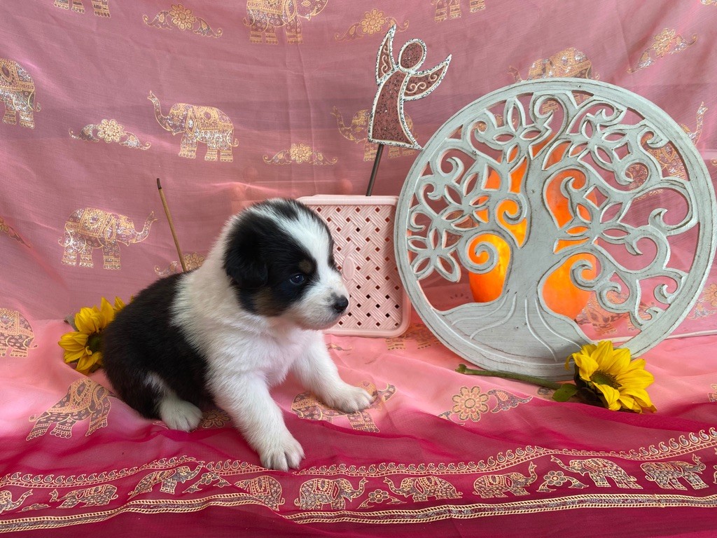 Stormy des Anges de Miliondersky