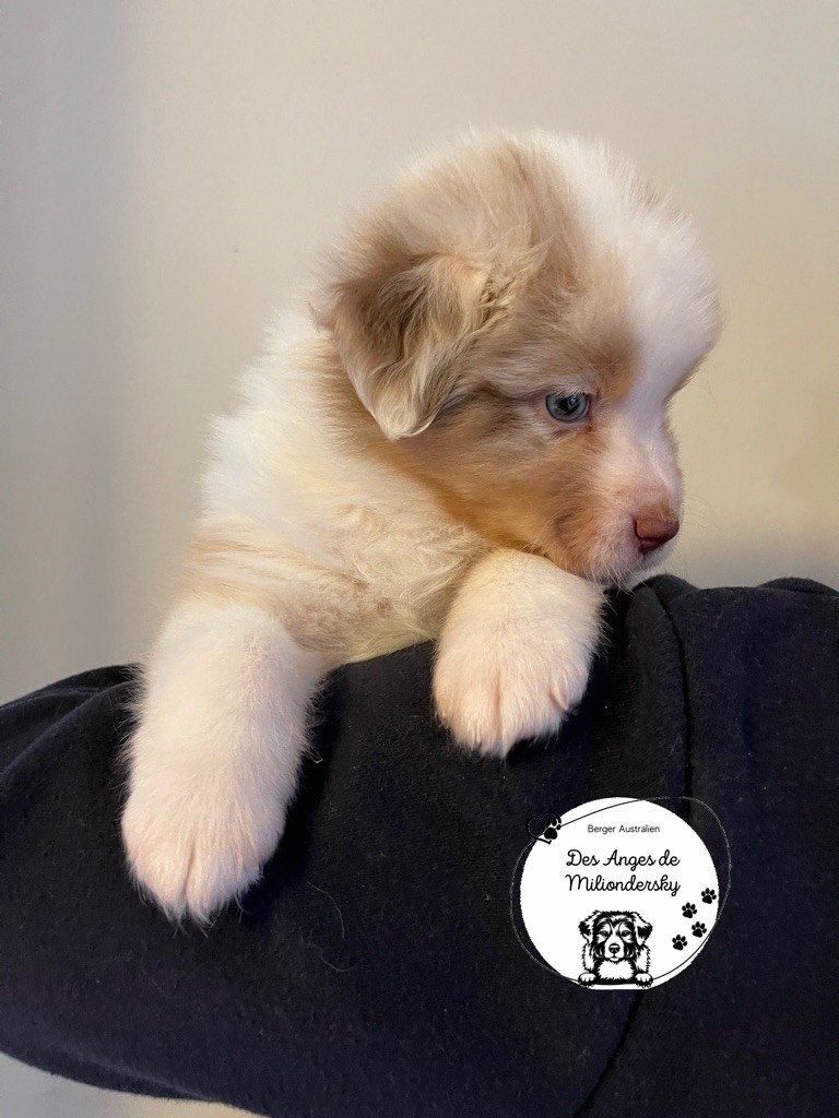 Sable des Anges de Miliondersky