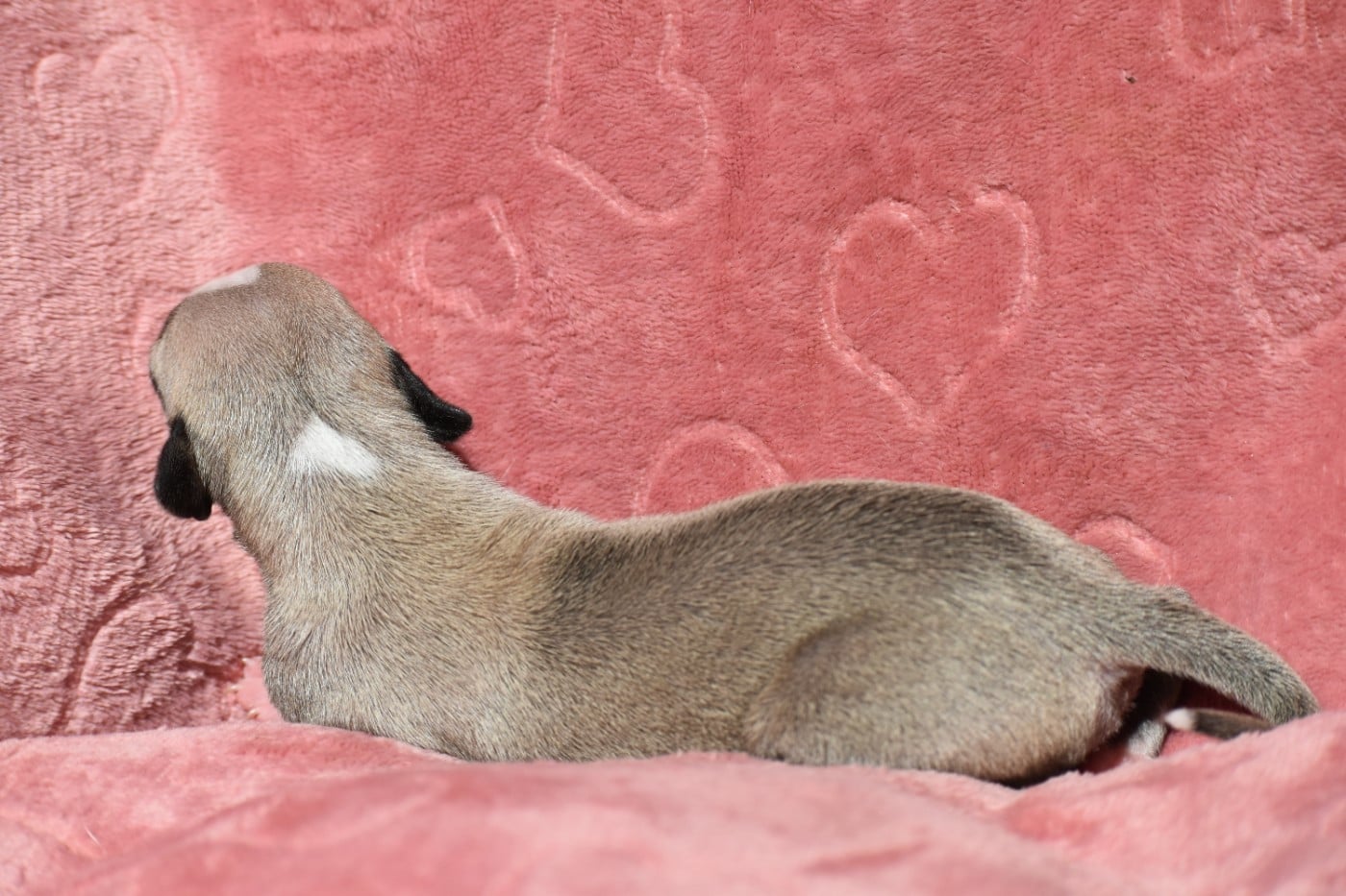 Biscuit à la Cannelle