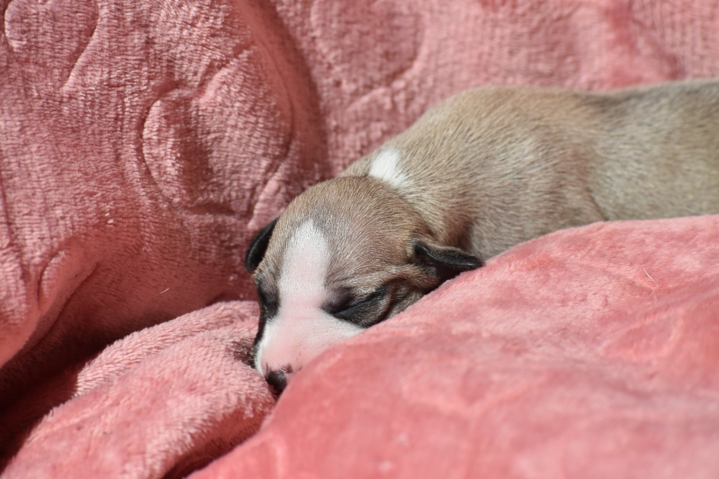 Biscuit à la Cannelle