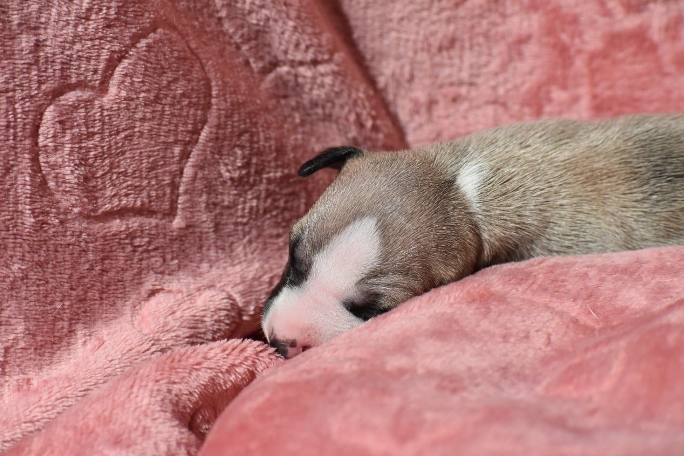 Biscuit à la Cannelle