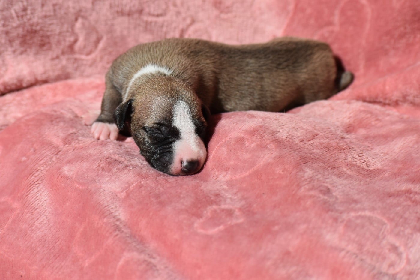 Biscuit à l'Abricot