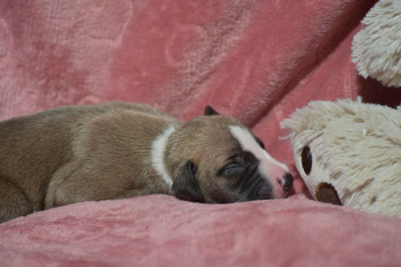 Biscuit à l'Abricot