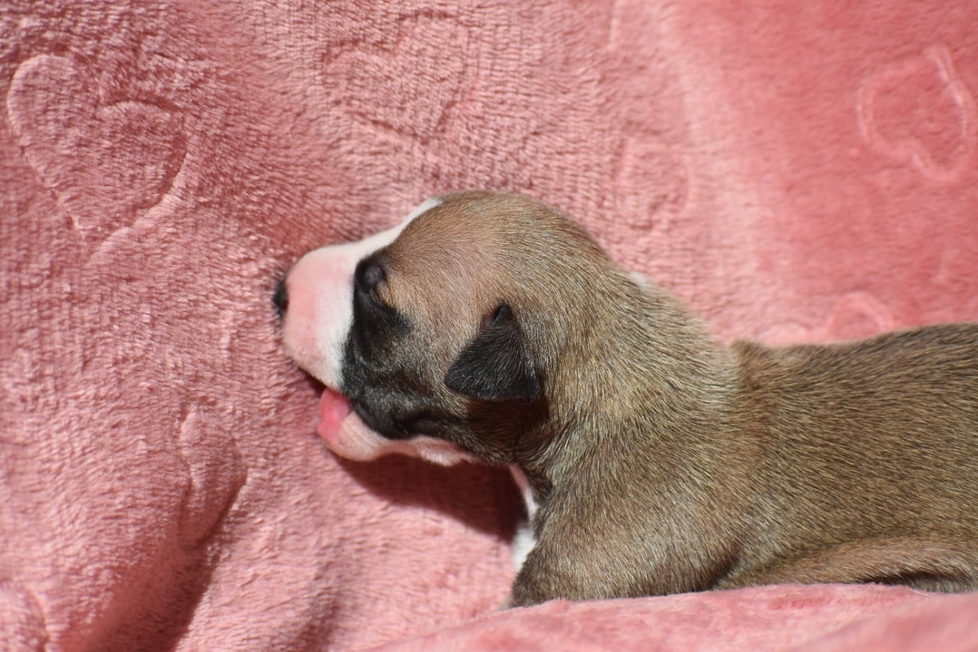 Biscuit à l'Abricot