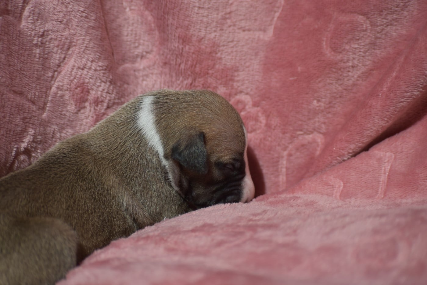 Biscuit à l'Abricot