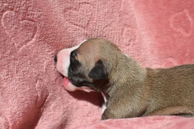 Les chiots de Whippet