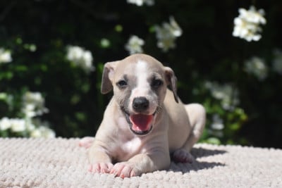 Les chiots de Whippet