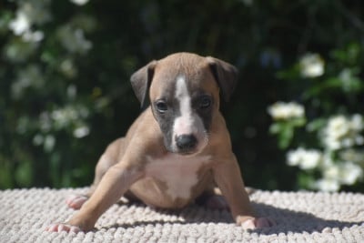 Les chiots de Whippet