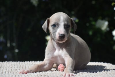 Les chiots de Whippet